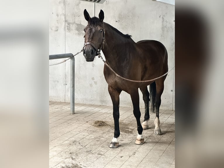 Holsteiner Ruin 15 Jaar 168 cm Donkerbruin in Helvesiek