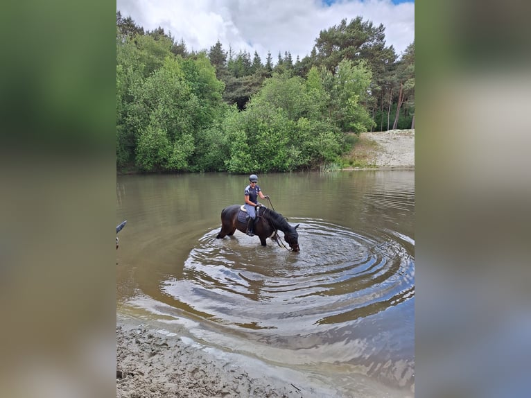 Holsteiner Ruin 15 Jaar 168 cm Donkerbruin in Gescher