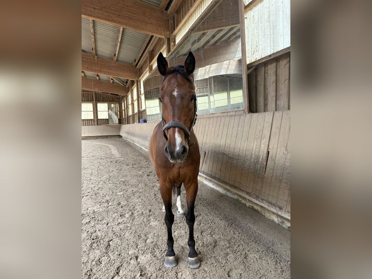 Holsteiner Ruin 15 Jaar 169 cm Bruin in Jettingen