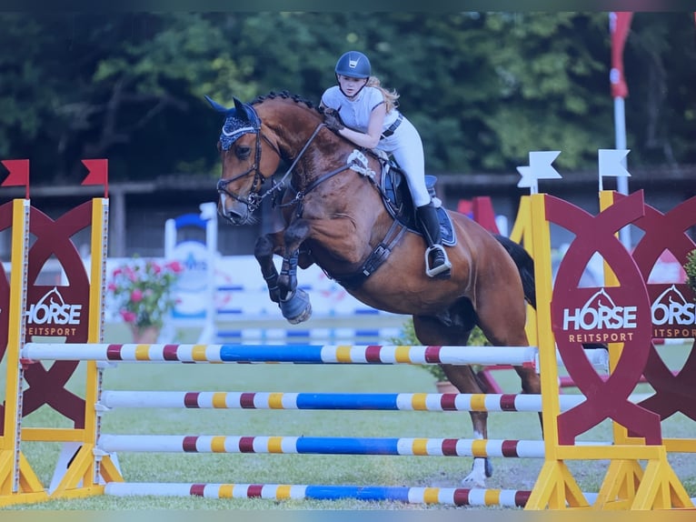 Holsteiner Ruin 15 Jaar 170 cm Bruin in Oetjendorf