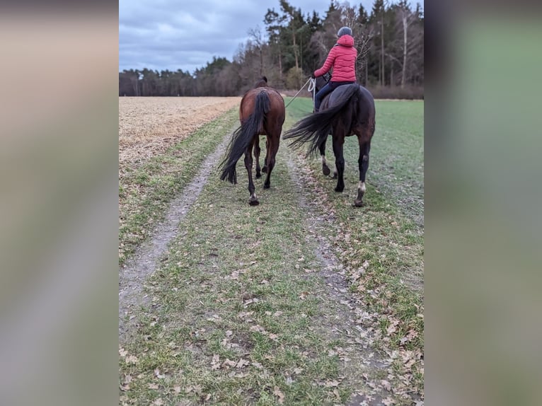Holsteiner Mix Ruin 15 Jaar 170 cm Bruin in Bad Oldesloe