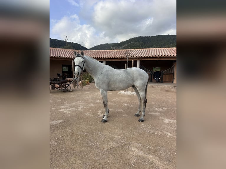 Holsteiner Ruin 15 Jaar 173 cm Schimmel in Palma De Mallorca