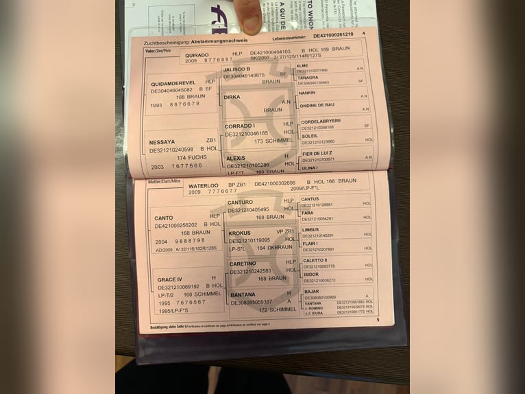 Holsteiner Ruin 15 Jaar 174 cm in Timmendorfer Strand