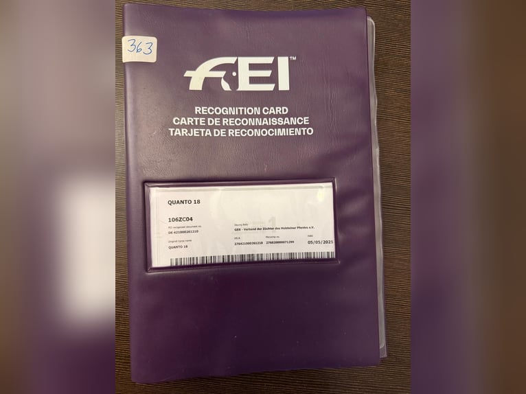 Holsteiner Ruin 15 Jaar 174 cm in Timmendorfer Strand