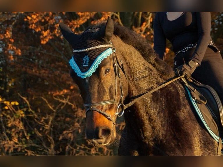 Holsteiner Ruin 15 Jaar 175 cm Zwartbruin in Lochen am See