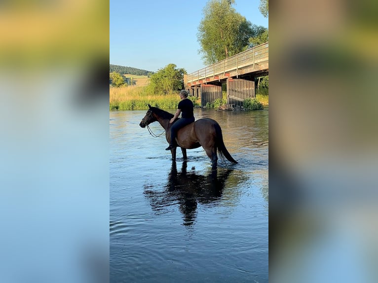 Holsteiner Ruin 16 Jaar 160 cm Donkerbruin in Bad Wildungen