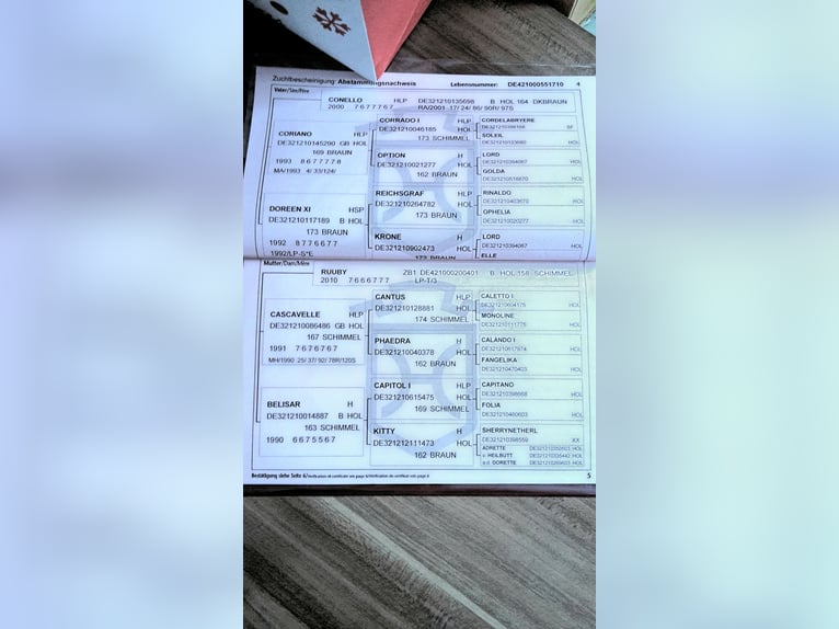 Holsteiner Ruin 16 Jaar 160 cm Donkerbruin in Bad Wildungen