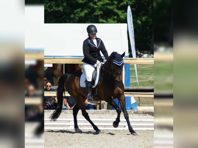 Holsteiner Ruin 16 Jaar 165 cm Bruin in Wels