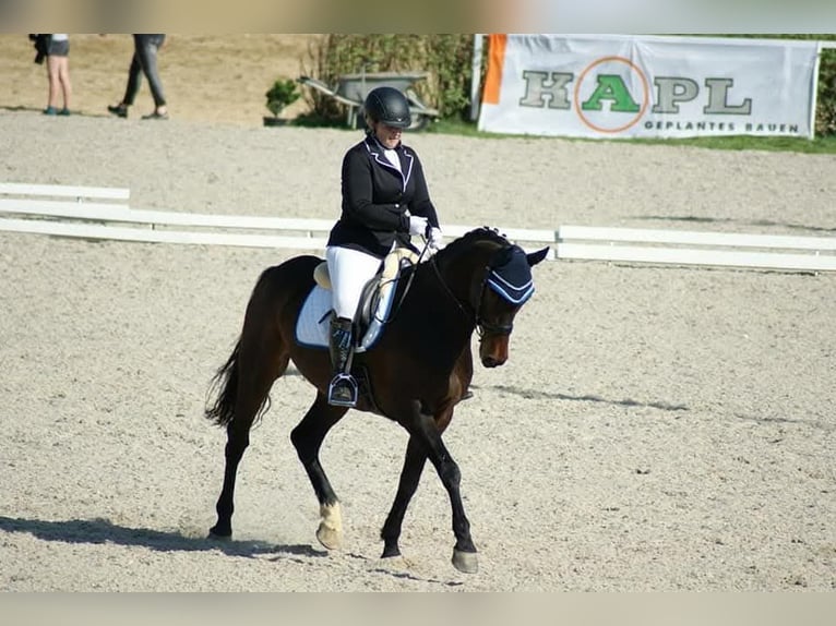 Holsteiner Ruin 16 Jaar 165 cm Bruin in Wels