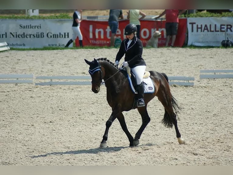 Holsteiner Ruin 16 Jaar 165 cm Bruin in Wels