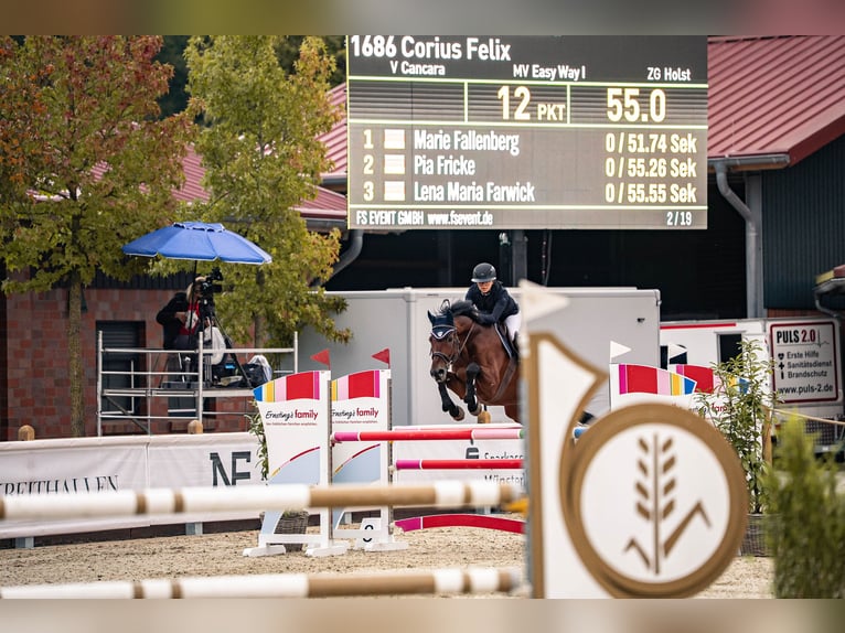 Holsteiner Ruin 16 Jaar 166 cm Bruin in Glandorf