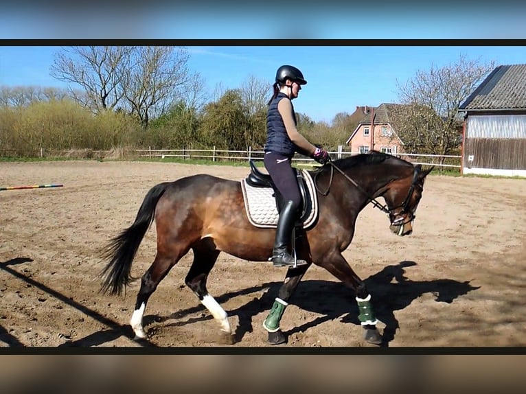 Holsteiner Ruin 16 Jaar 169 cm Bruin in Zarpen