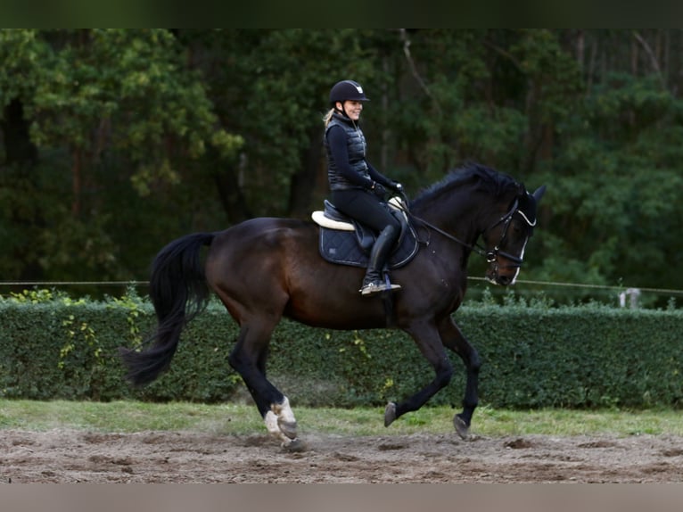 Holsteiner Ruin 16 Jaar 170 cm Bruin in Falkensee