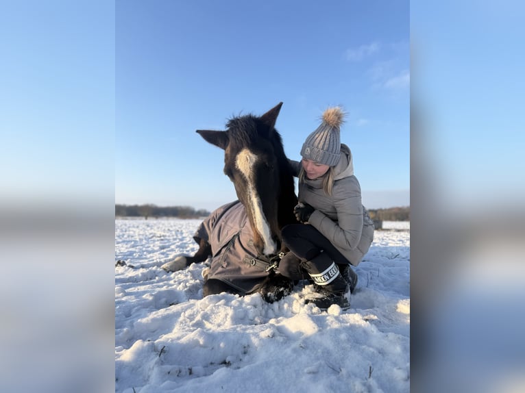 Holsteiner Ruin 16 Jaar 170 cm Bruin in Falkensee