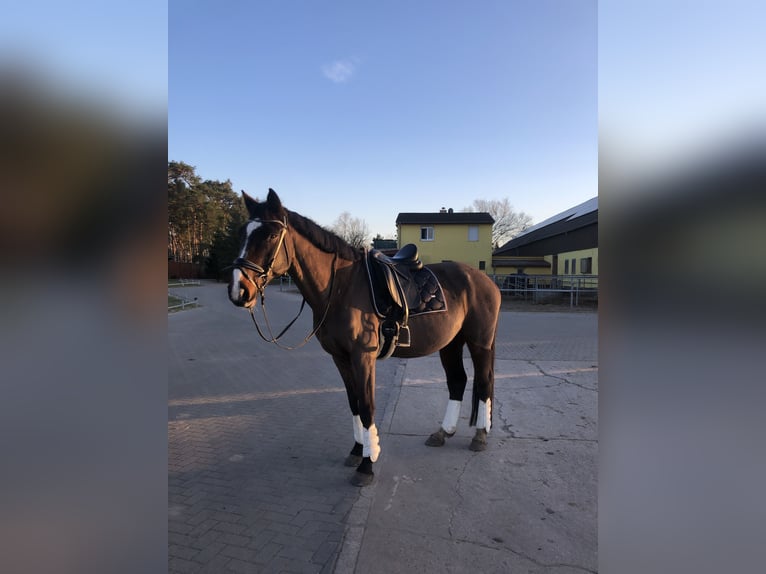 Holsteiner Ruin 16 Jaar 170 cm Bruin in Falkensee