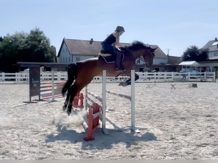 Holsteiner Ruin 16 Jaar 173 cm Bruin in Marzling