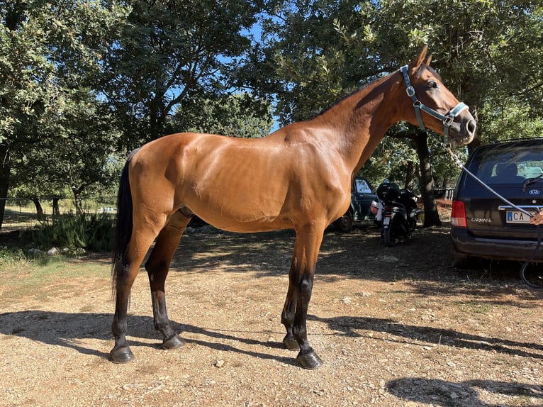 Holsteiner Mix Ruin 16 Jaar 175 cm Lichtbruin in Rovinj, Istra