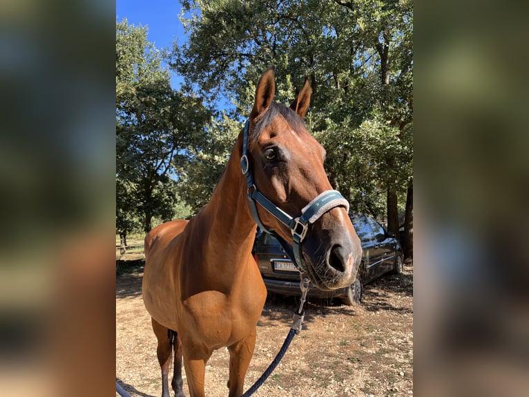 Holsteiner Mix Ruin 16 Jaar 175 cm Lichtbruin in Rovinj, Istra