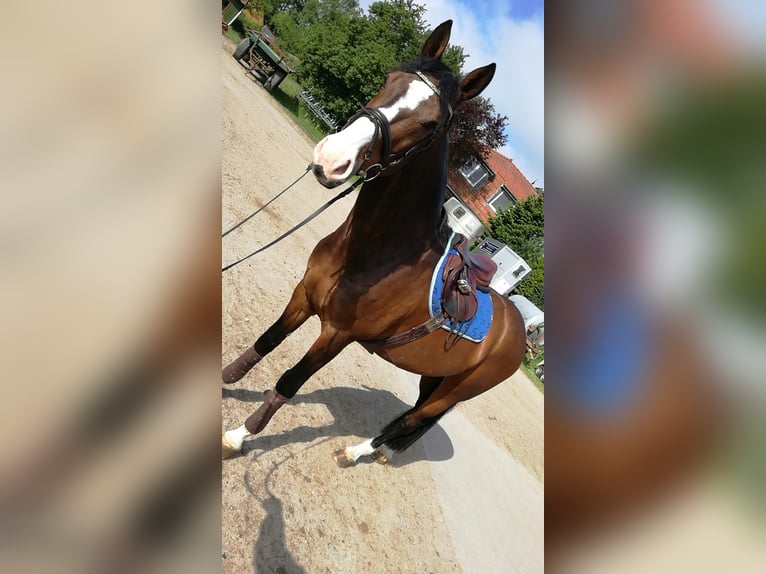 Holsteiner Ruin 16 Jaar 176 cm Donkerbruin in Neustadt in Holstein