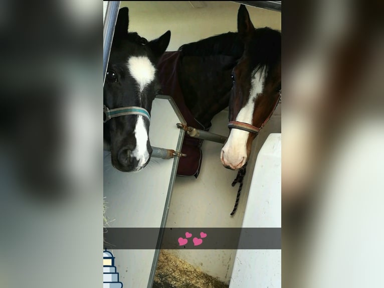 Holsteiner Ruin 16 Jaar 176 cm Donkerbruin in Neustadt in Holstein
