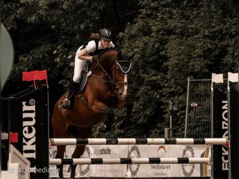 Holsteiner Ruin 16 Jaar 180 cm Bruin in Brakel