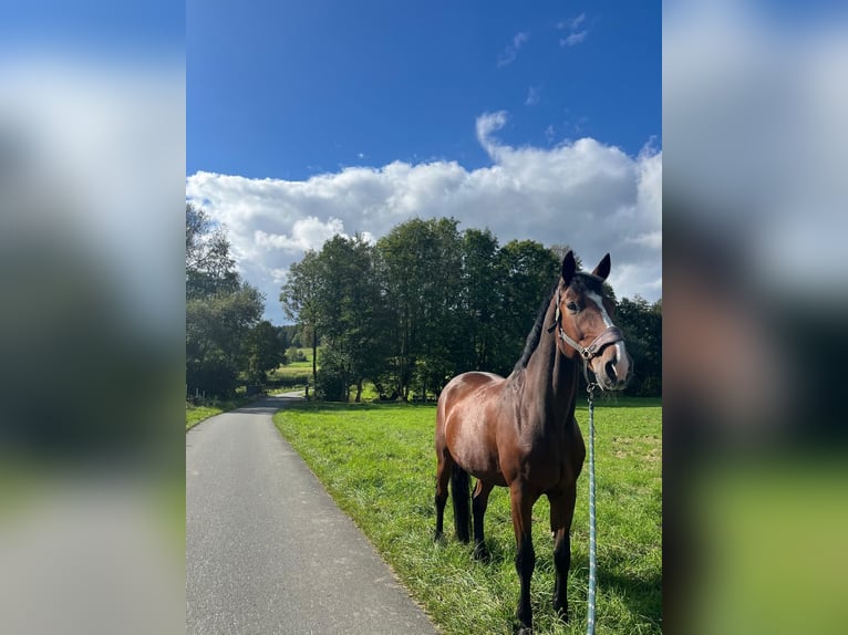 Holsteiner Ruin 16 Jaar 180 cm Bruin in Brakel