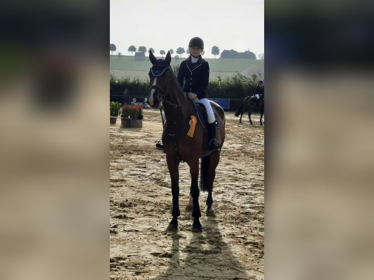 Holsteiner Ruin 16 Jaar 180 cm Bruin in Brakel