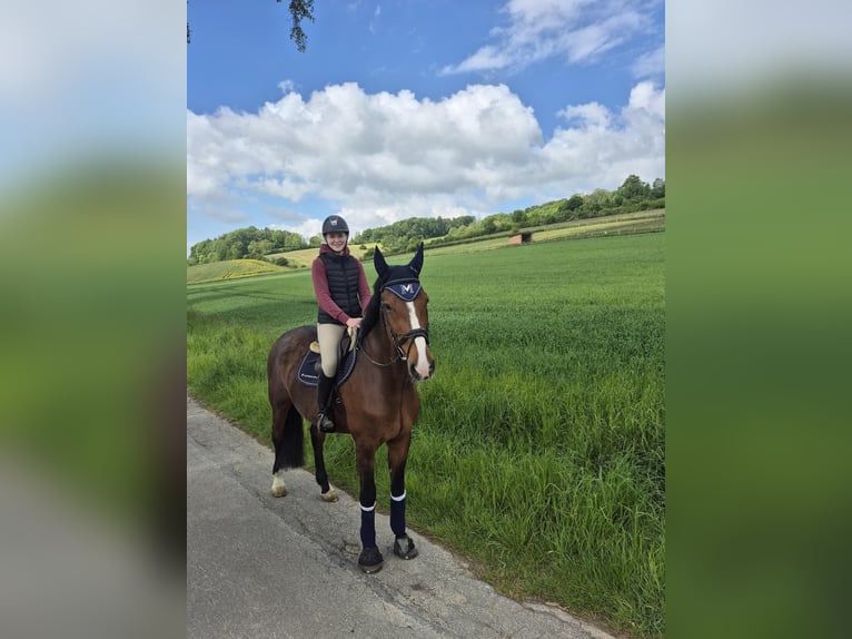 Holsteiner Ruin 16 Jaar 180 cm Bruin in Brakel