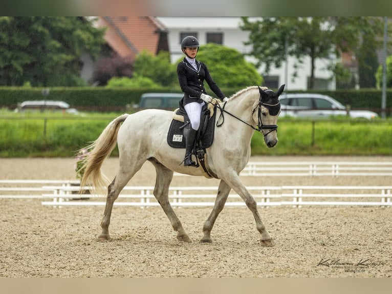 Holsteiner Ruin 16 Jaar 180 cm Schimmel in Lorsch