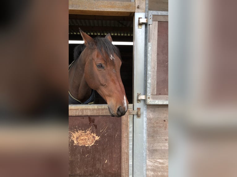Holsteiner Ruin 17 Jaar 165 cm Bruin in Spenge
