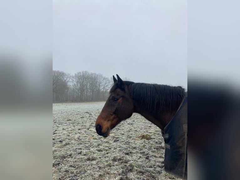 Holsteiner Ruin 17 Jaar 170 cm Bruin in Kiel