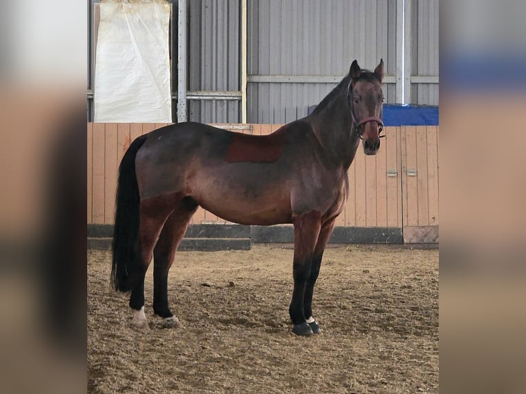 Holsteiner Ruin 17 Jaar 170 cm Donkerbruin in Pleckhausen