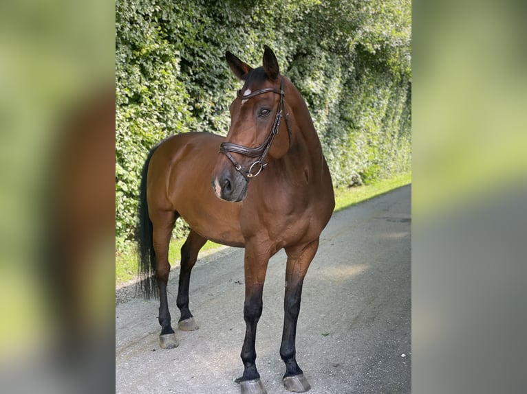 Holsteiner Ruin 17 Jaar 173 cm Bruin in Marzling