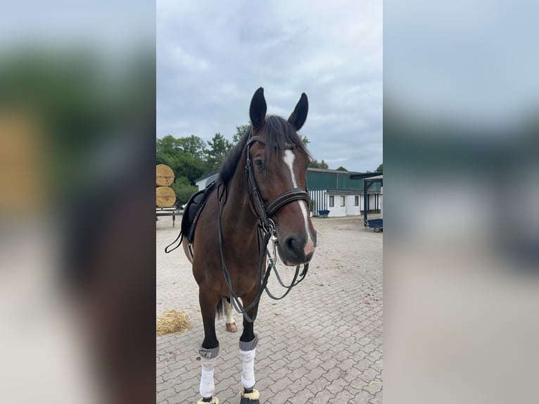 Holsteiner Ruin 17 Jaar 174 cm Donkerbruin in Halstenbek
