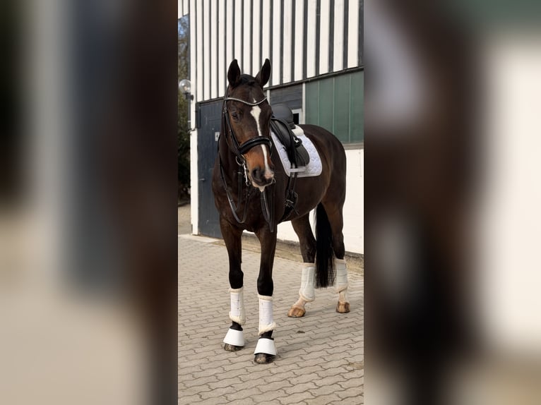 Holsteiner Ruin 17 Jaar 174 cm Donkerbruin in Halstenbek