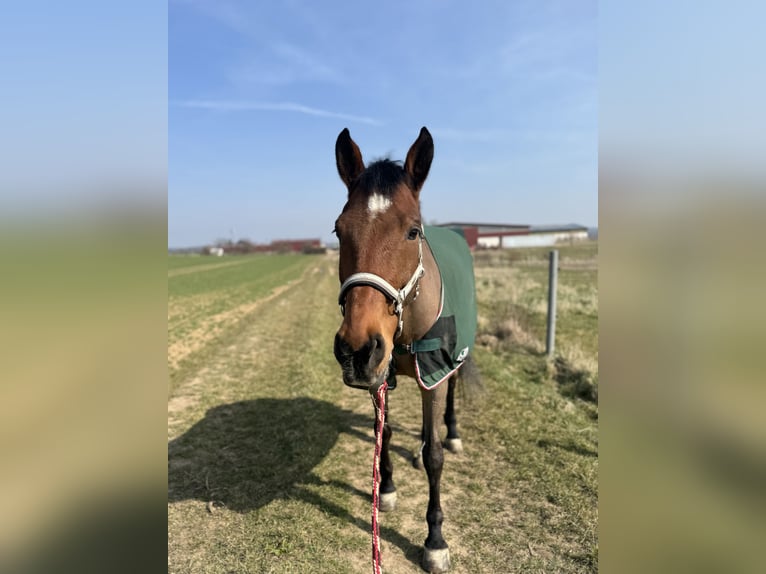 Holsteiner Ruin 17 Jaar 178 cm Bruin in Niddatal