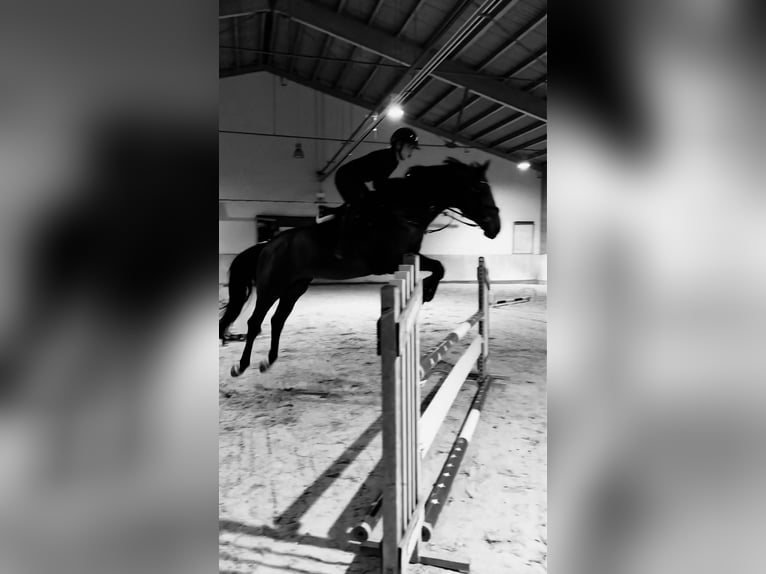 Holsteiner Ruin 17 Jaar 182 cm Donkerbruin in Ingolstadt