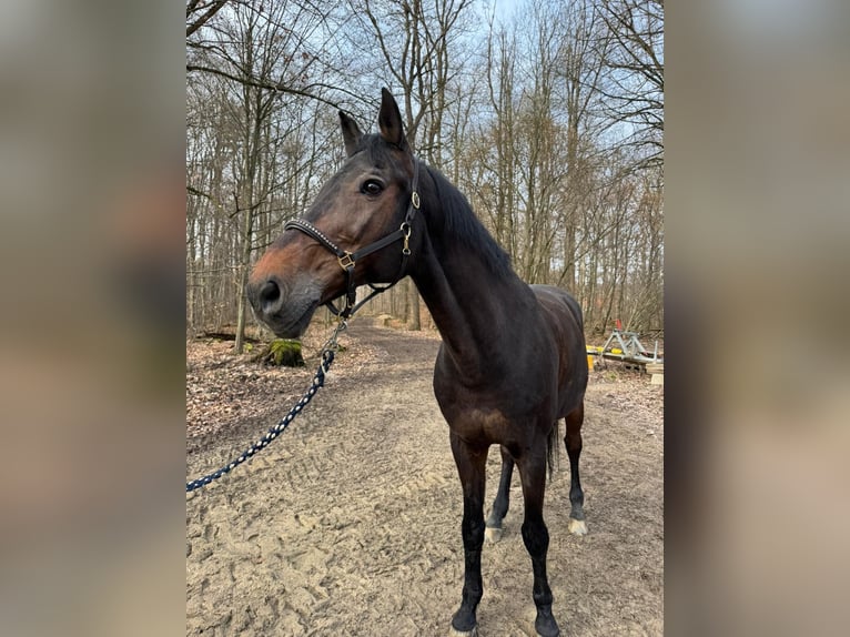 Holsteiner Ruin 18 Jaar 174 cm Donkerbruin in Esslingen am Neckar