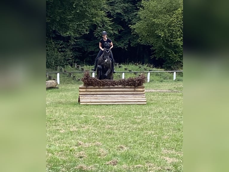 Holsteiner Ruin 18 Jaar 175 cm Zwartbruin in Melle
