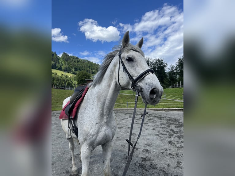 Holsteiner Ruin 19 Jaar 175 cm Schimmel in Bruck an der Großglocknerstraße