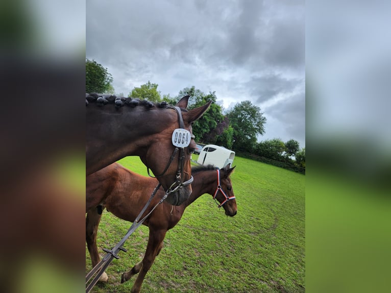 Holsteiner Ruin 1 Jaar Bruin in Oldenburg