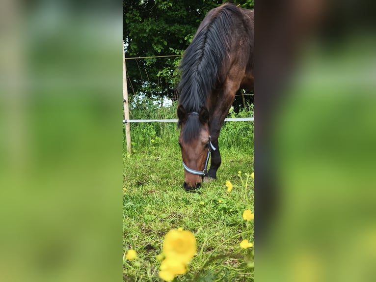 Holsteiner Ruin 1 Jaar Bruin in Oldenburg