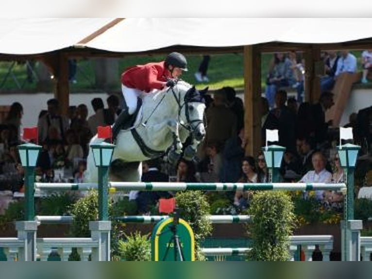 Holsteiner Ruin 1 Jaar Zwartschimmel in Eichenzell