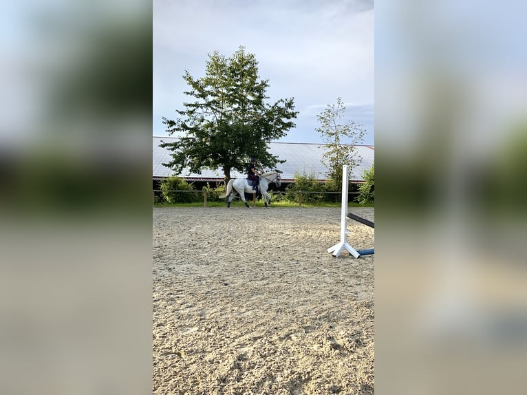 Holsteiner Ruin 20 Jaar 175 cm Schimmel in Mellrichstadt