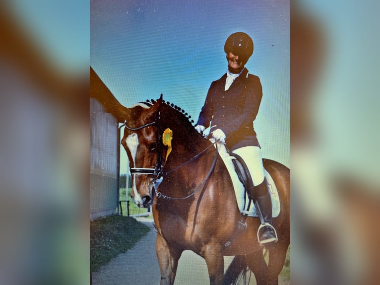 Holsteiner Ruin 22 Jaar 172 cm Bruin in Osdorf