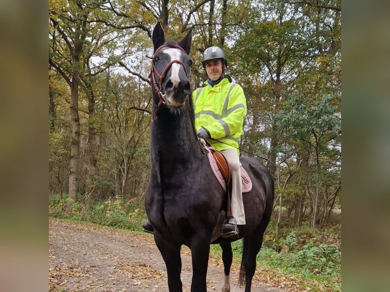 Holsteiner Ruin 23 Jaar 173 cm Donkerbruin in Emkendorf
