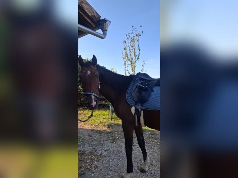 Holsteiner Ruin 24 Jaar 162 cm Donkerbruin in Zemunik Donji