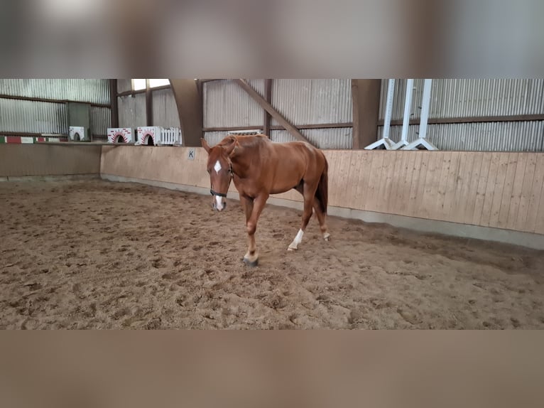 Holsteiner Mix Ruin 2 Jaar 160 cm Vos in Gro&#xDF; Buchwald