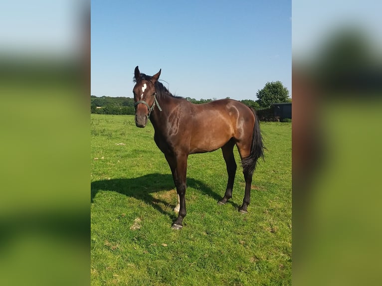 Holsteiner Ruin 2 Jaar 168 cm Donkerbruin in Bünsdorf