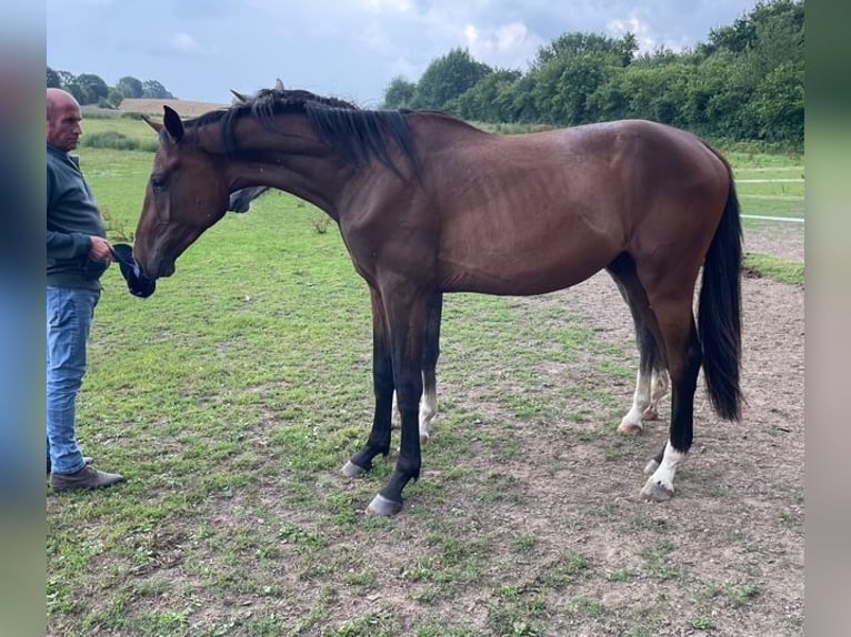 Holsteiner Ruin 2 Jaar 172 cm Bruin in Goldenbek